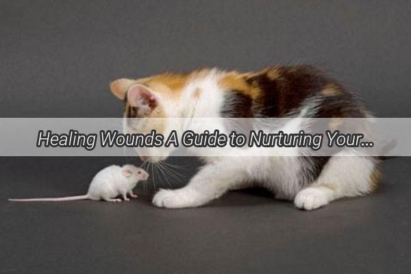 Healing Wounds A Guide to Nurturing Your Pups Minor Bite Marks  Pet Care Simplified